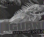 Iguanas Have an Extra Eye!