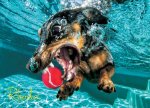 Underwater Dogs: Rhoda 1000-Piece Puzzle
