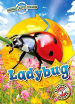 Animal Life Cycles: Ladybug
