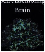 Self-Assembling Brain
