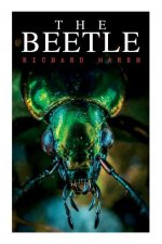 Beetle