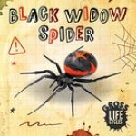 Black Widow Spider