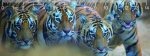 Bengal Tigers DEEP