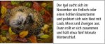 Sound-Adventskalender - Hört ihr die Tiere im Winterwald?