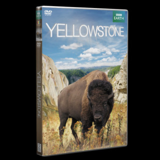 Yellowstone - DVD