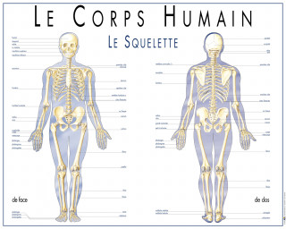 Le squelette