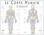 Le squelette