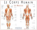 Les muscles