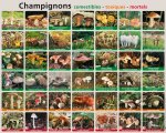 Champignons