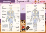 LE SQUELETTE/LES MUSCLES