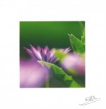 Lot de 10 cartes - arctotis