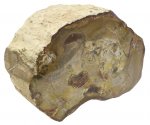 Bois Fossile/Silicifié une face polie - entre 300 - 400 gr