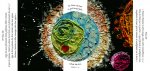 Graines de parole(s) - Revenvrai (Ancien existemps ) - Triptyque