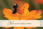 Lot de 20 - Carte simple Photo Nature N'ai pas peur