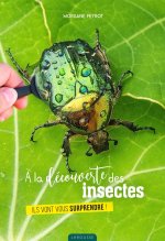 A la découverte des insectes