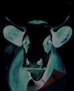 La vache