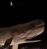 Le livre géant des animaux de la mer
