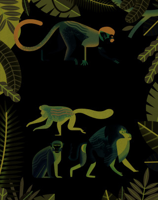 Singes