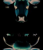 Vaches