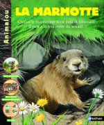 MARMOTTE NE