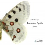 Parnassius Apollo