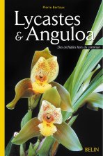 Lycastes & Anguloa