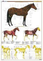 Planche hippologie - ANATOMIE