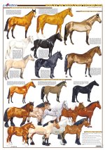 Planche hippologie - RACES DE BERCEAU FRANCAIS