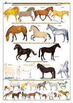 Planche hippologie - LES ROBES