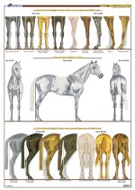 Planche hippologie - LES APLOMBS