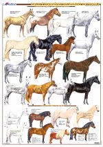 Planche hippologie - RACES ETRANGERES RECONNUES FRANCE