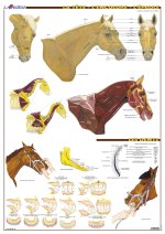 Planche hippologie - L'ENCOLURE - L'EPAULE