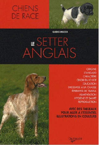 SETTER ANGLAIS