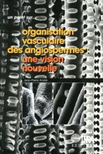 Organisation vasculaire des angiospermes