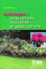 Hydrangea