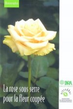 La rose sous serre pour la fleur coupée