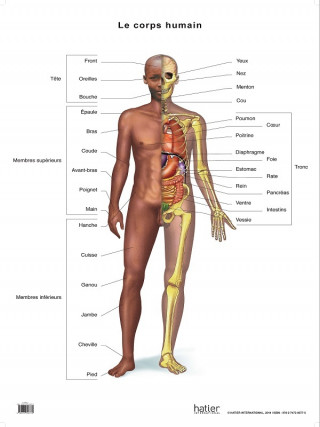 Planche de sciences recto squelette verso corps humain et organes