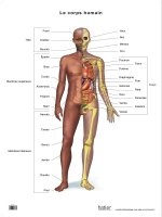 Planche de sciences recto squelette verso corps humain et organes