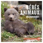 Calendrier mural Bébés animaux 2021