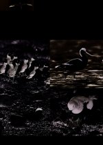 MEMO - LES OISEAUX DE MER