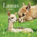 Calendrier Lamas 2020