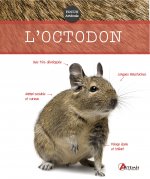 Octodon