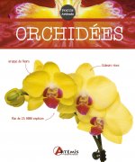 Orchidées