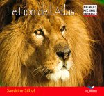 Le lion de l'atlas