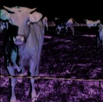 Que regardent les vaches dans le pré ?