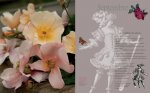 Agenda de l'amateur de roses 2013