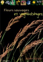 Fleurs sauvages et vagabondages