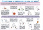Équilibrer nos énergies par la polarité