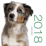 Calendrier mural 2018 - Chiens