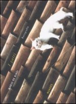 I Gatti Fotografie